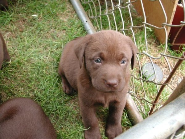 Chocolate Pups_1028.jpg